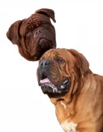 Bordeauxské Dogy s PP Štěňata Dogue de Bordeaux