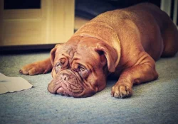 Bordeauxské Dogy s PP Štěňata Dogue de Bordeaux