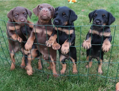 Prodej štěnat jagdterrierů (německý lovecký terrier)