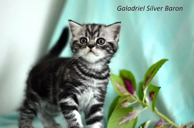 Britská koťátka s PP - whiskas