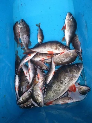 Prodej okouna 5-10cm