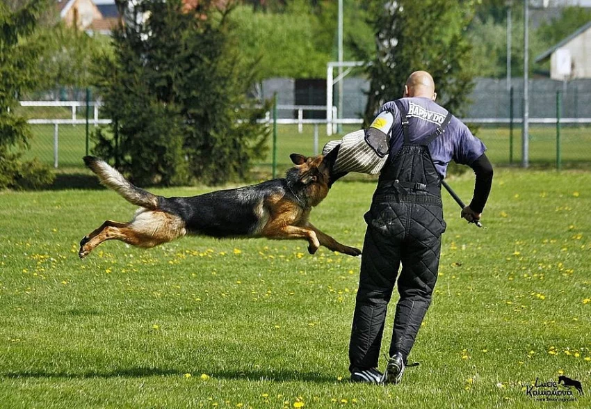 Německý ovčák s PP - REX - psi