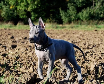 Thajský ridgeback modrý