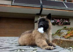 Belgický ovčák Tervueren - štěňata