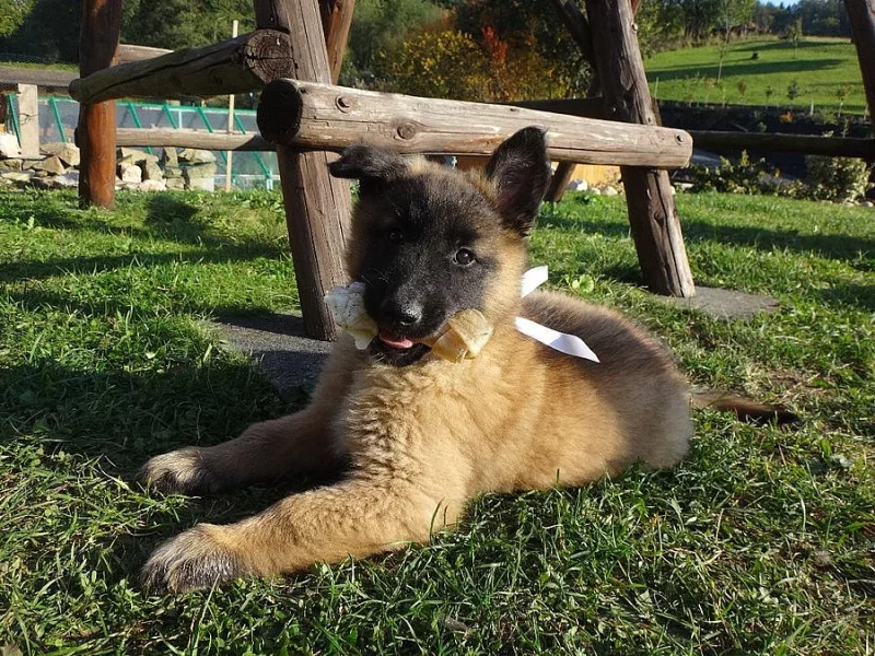 Belgický ovčák Tervueren - štěňata