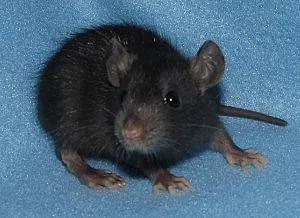 Potkaní miminka s PP