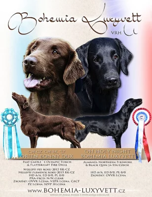 Flat coated retriever