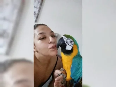 Ara ararauna - rucne dokrmene a krotký mláďátka