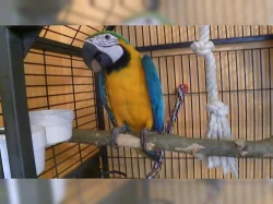 Ara ararauna - rucne dokrmene a krotký mláďátka