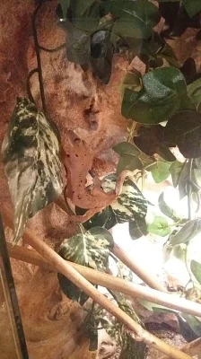 terarium s pagekonem