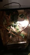 terarium s pagekonem