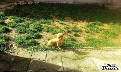 Čivaváček- mini krátkosrstý- Filípek