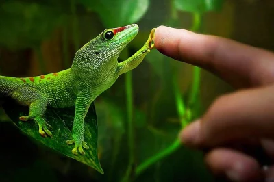 Koupím phelsuma madagascariensis grandis