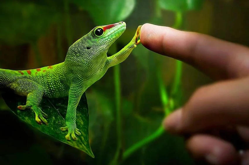Koupím phelsuma madagascariensis grandis
