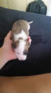 americký stafordšírský teriér
