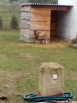 prodam kamerunskeho kozlika
