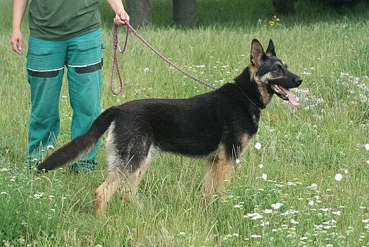 Skvělý hlídač