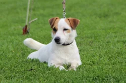 jack russel terier