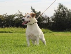 jack russel terier