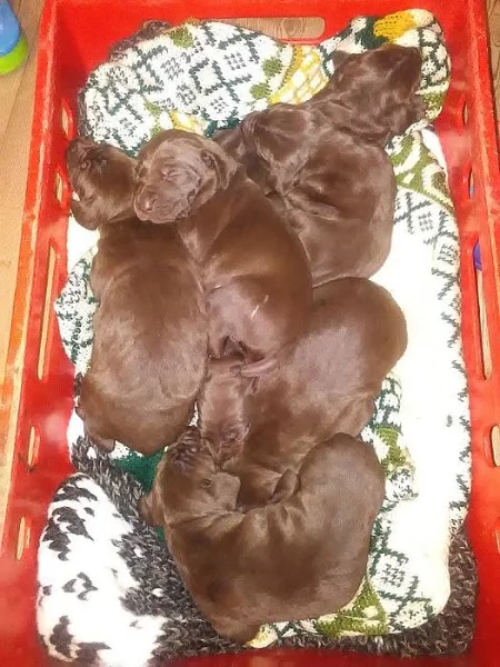 Německý Ohař krátkosrstý