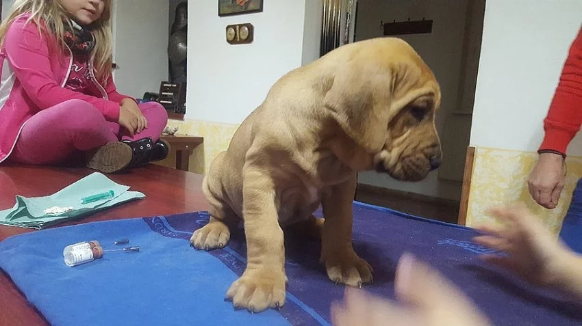 Brazilská fila štěňátka bez PP