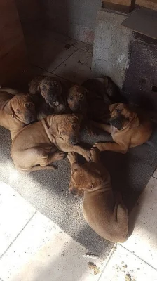 Brazilská fila štěňátka bez PP