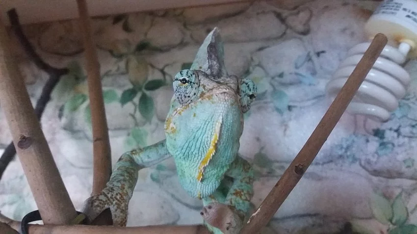 PRODÁM- Chameleon Jemenský