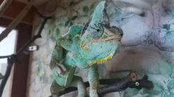 PRODÁM- Chameleon Jemenský