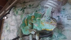 PRODÁM- Chameleon Jemenský