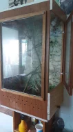 PRODÁM- Chameleon Jemenský