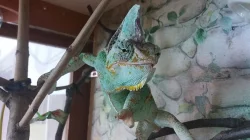 PRODÁM- Chameleon Jemenský
