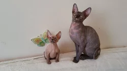Sphynx koťata k prodeji