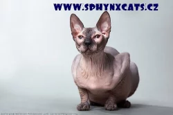 Sphynx koťata k prodeji