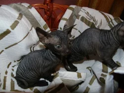 Sphynx koťata k prodeji