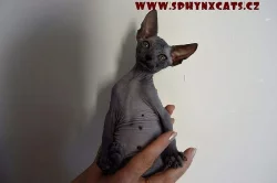 Sphynx koťata k prodeji