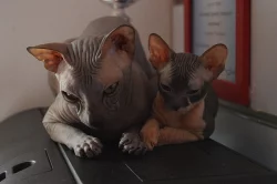 Sphynx koťata k prodeji