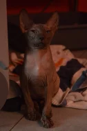 Sphynx koťata k prodeji