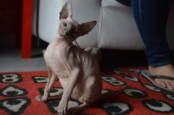 Sphynx koťata k prodeji