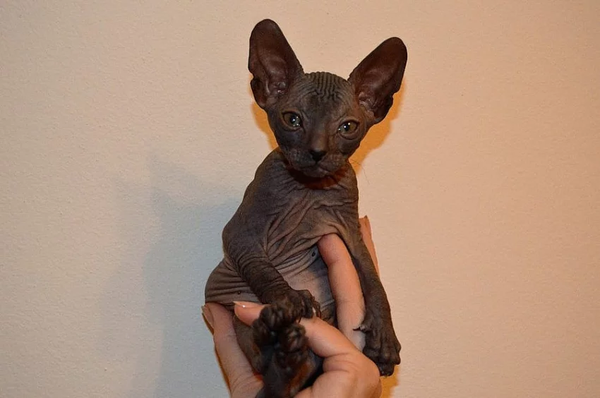 Sphynx koťata k prodeji