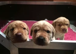 Labradorský retriever s pp