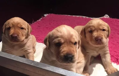Labradorský retriever s pp