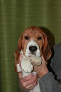 Beagle (bígl) krásní pejsci