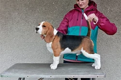 Beagle (bígl) krásní pejsci