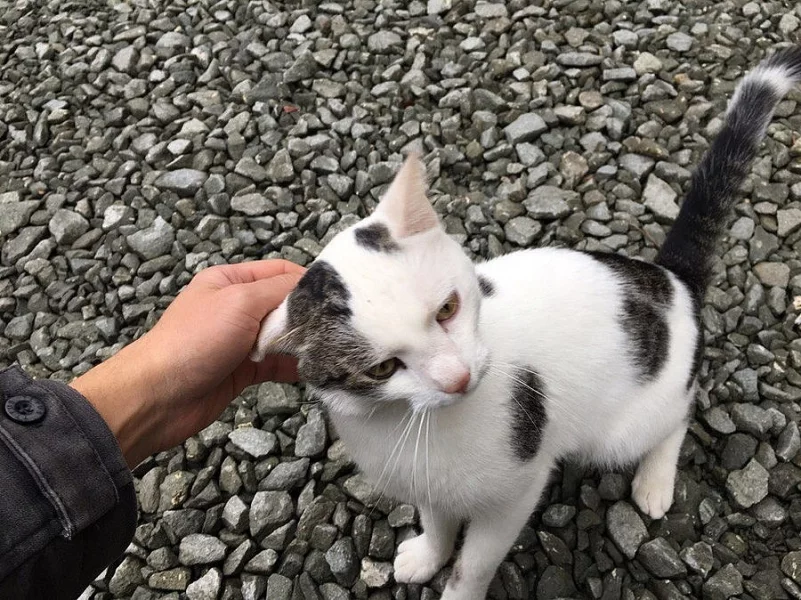 Daruju krásného kocoura