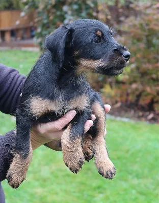 Prodej štěněte jagdterriera (německý lovecký terrier)