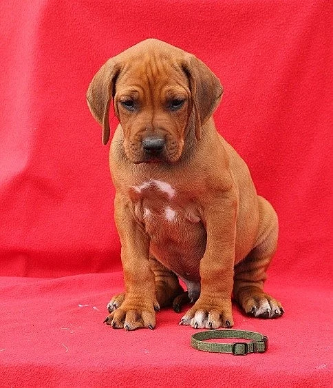 Rhodéský ridgeback s PP