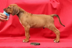 Rhodéský ridgeback s PP