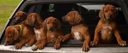 Rhodéský ridgeback s PP