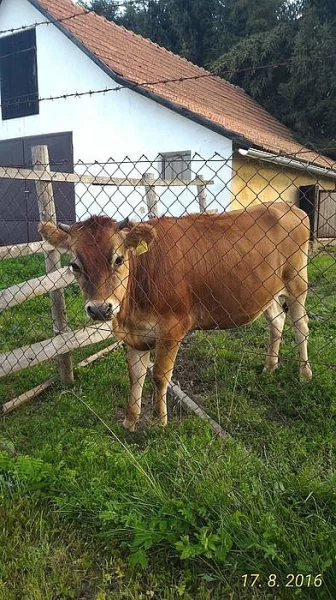 Prodej jalovice Jersey  100%