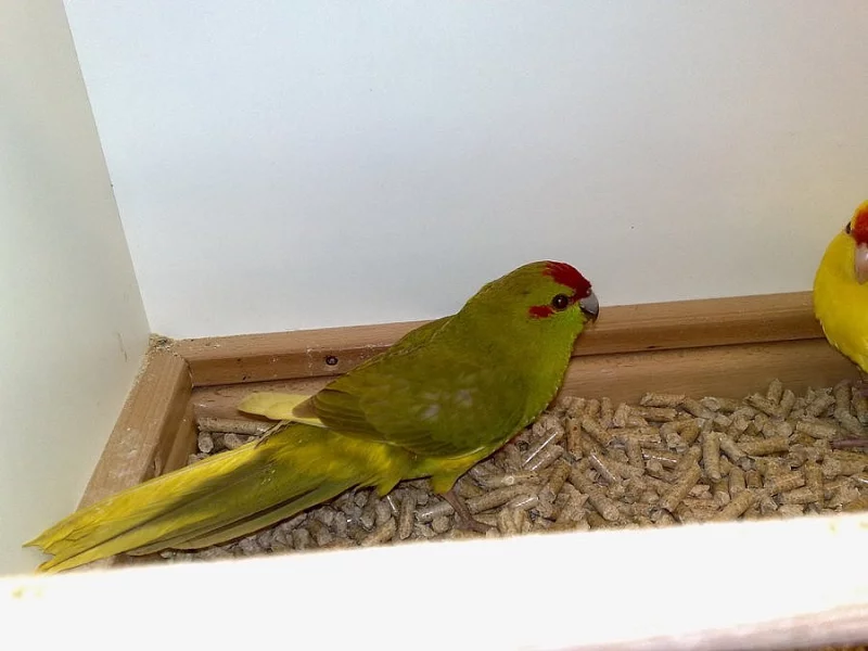 Kakariki